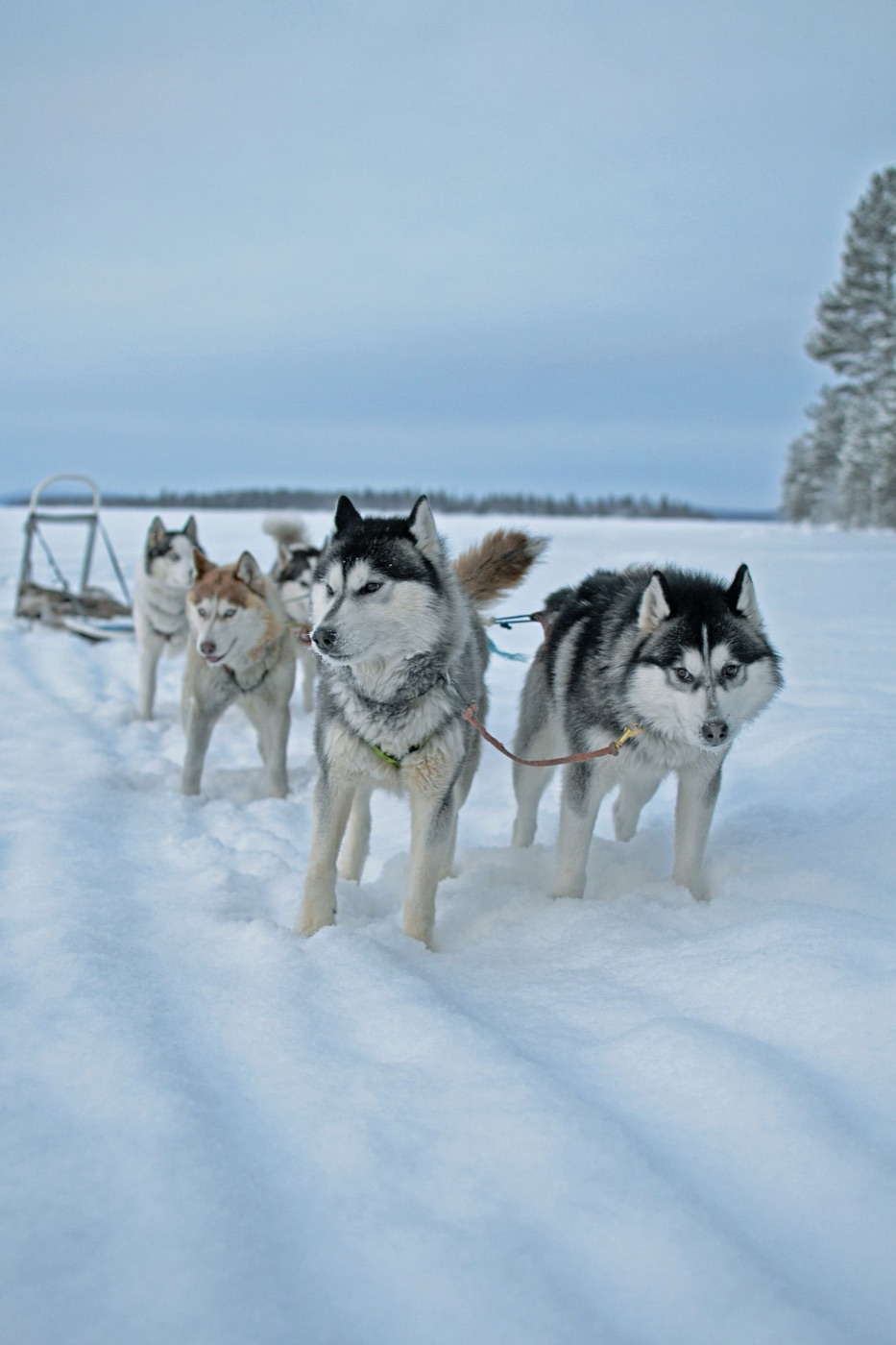 A husky team waiting in the snow on a frozen lake in Lapland