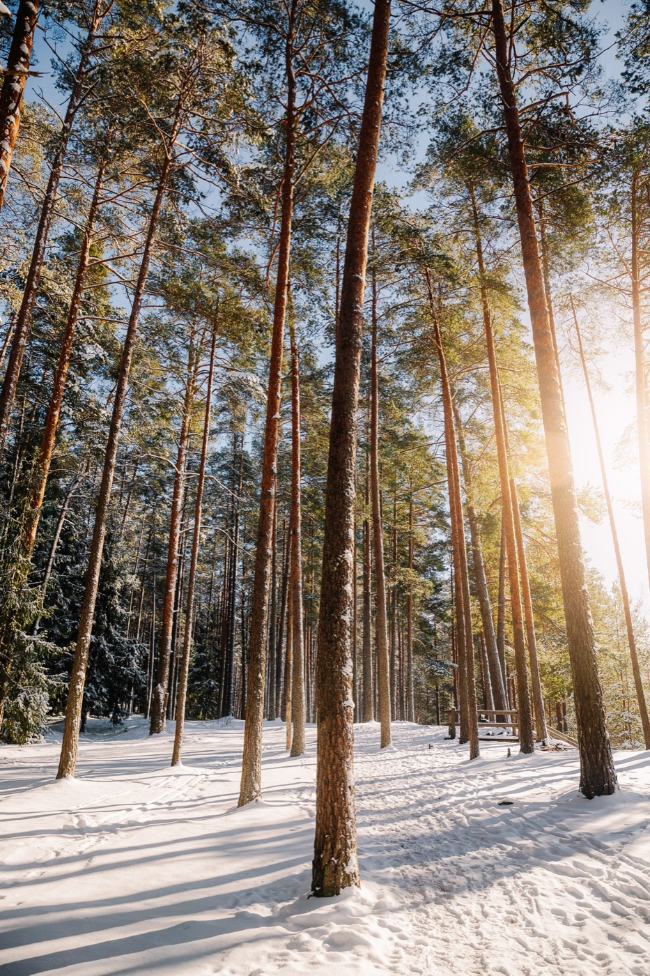 Tall pine trees in a snowy forest with low winter sun shining through the trunks and a wooden bench beside a trodden path