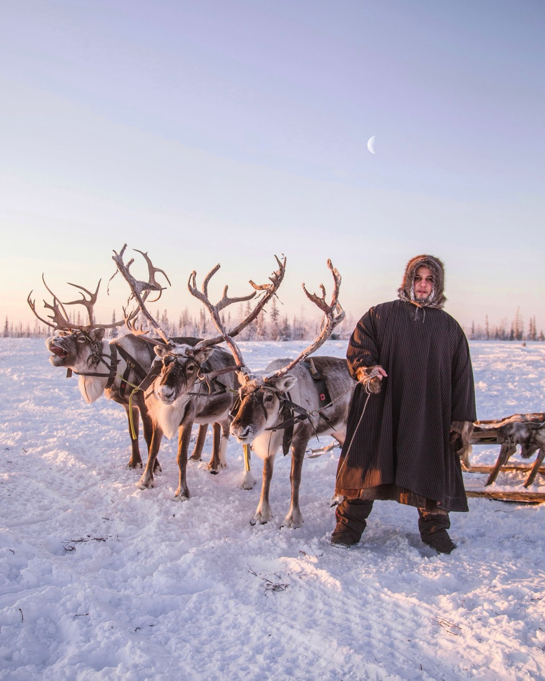 A reindeer herder with three reindeer and a sleigh at sunrise